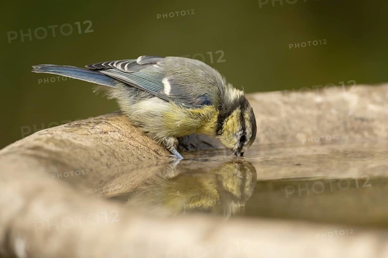 Blue tit (Cyanistes caeruleus) adult garden bird drinking water from a bird bath, England, United Kingdom