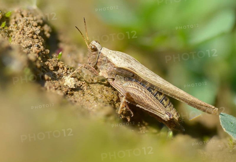 Caelifera, thorn scare, grasshoppers, short-feeler scare, sabre-thorn scare, tetrix subulata, awl-shaped pygmy grasshopper, grasshoppers, grasshoppers, insects, slender ground hopper