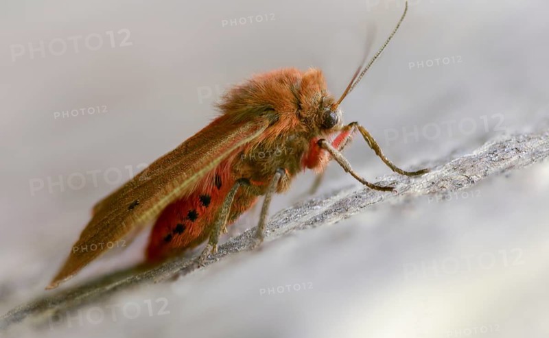 Phragmatobia fuliginosa, rust-wing, rust-winged bear, cinnamon bear, insects, moths, moths, moths, moths, ruby tigers, butterflies