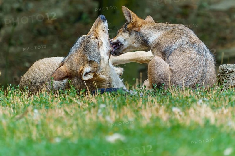 Timberwolf, wolf, American wolf (Canis lupus lycaon), Germany: Two wolves play happily in a meadow and bond with one another