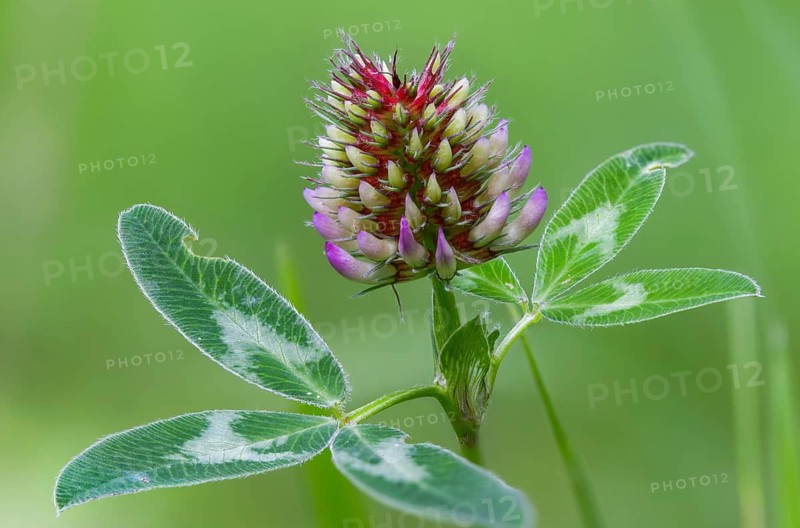 Fabaceae, medium clover, butterflies, trifolium medium, zigzag clover, flora, clover, plants, zigzag clover