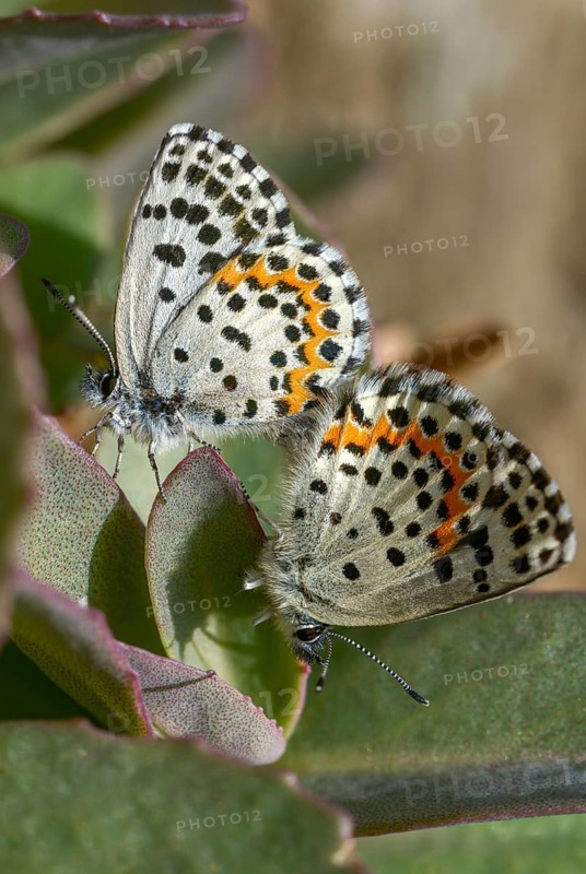 Chequered blue, midget blue, Scolitantides Orion, butterfly, high size, portrait, insects, copula, mating, butterflies, butterflies, butterflies