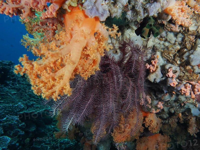 Yellow tree coral (Dendronephthya) on a textured reef top, Crystal Bay dive site, Nusa Ceningan, Nusa Penida, Bali, Indonesia