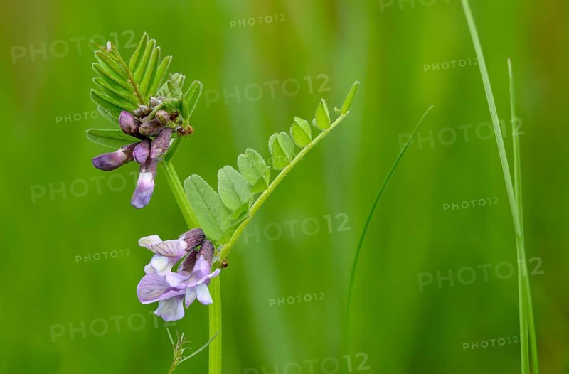 Fabaceae, butterflies, vicia sepium, vetch, bush vetch, flora, plants
