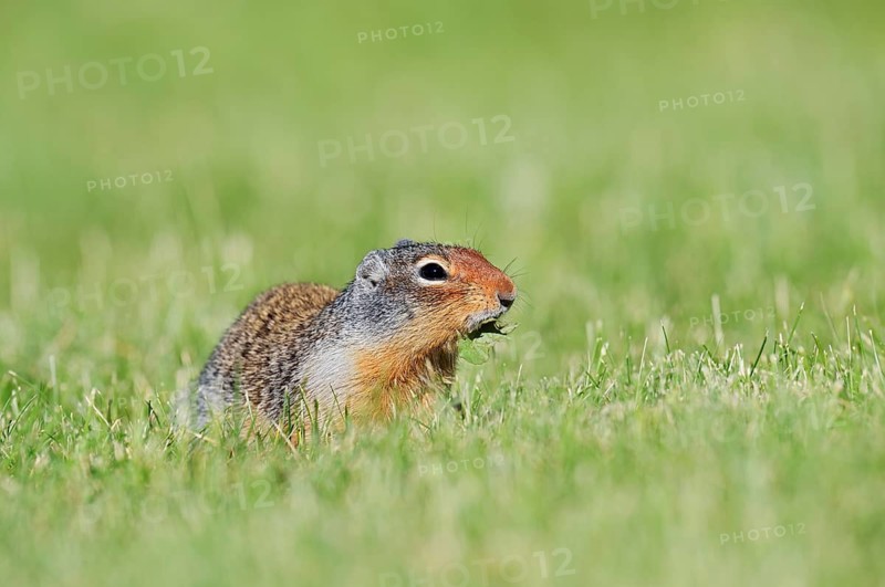 Columbia ground squirrel (Urocitellus columbianus, Spermophilus columbianus) feeding in a meadow, Waterton Lakes National Park, Alberta, Canada