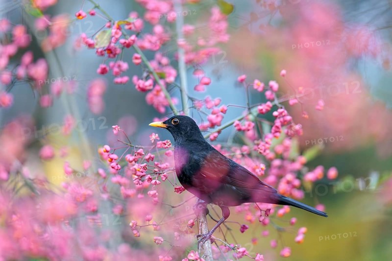 A common blackbird (Turdus merula) sits in a European spindle tree (Euonymus europaeus), and eats the fruit