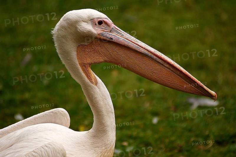Pelican, Pelecanus, Nürnberger Tiergarten, Am Tiergarten 30, Nuremberg, Middle Franconia, Bavaria, Germany, Eruopa