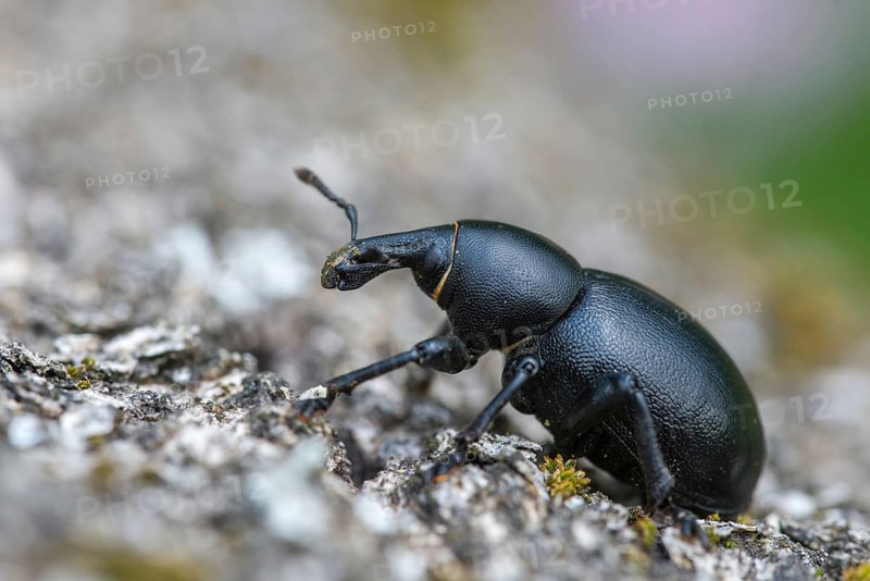 Carrot weevil, curculionidae, chervil weevils, liparus coronatus, weevils, beetles, coleoptera, insects, beetles