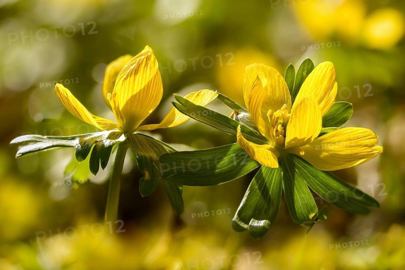 Eranthis hyemalis, buttercup, ranunculaceae, winterling, flora, spring, plants, spring, winter aconite