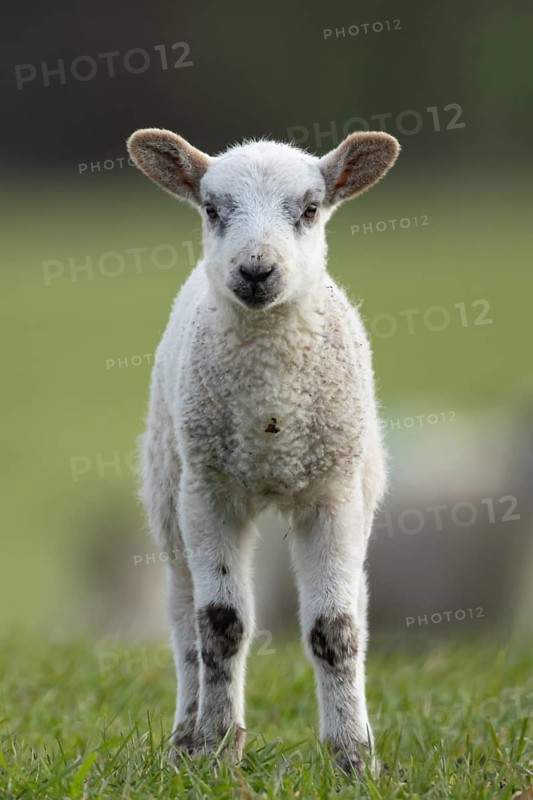 Domestic sheep (Ovis aries) juvenile baby lamb farm animal in a grass field in spring, England, United Kingdom