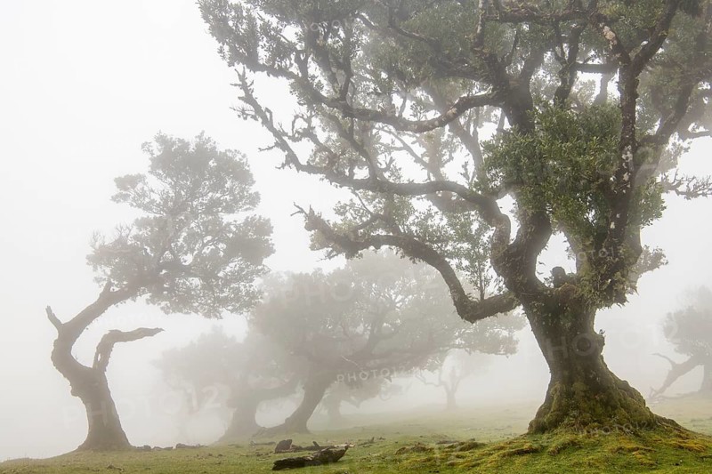 Laurel trees (Laurus nobilis) on Madeira, Fanal, Madeira, Portugal