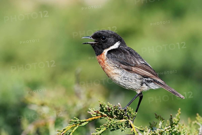 Black-throated Stonechat (Saxicola rubicola), singing male, Algarve, Portugal