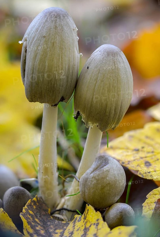 Coprinopsis atramentaria, Coprinus atramentarius, wrinkle tint, gray tintling, knot tint, fungi, fungus, high size, portrait format, mushrooms