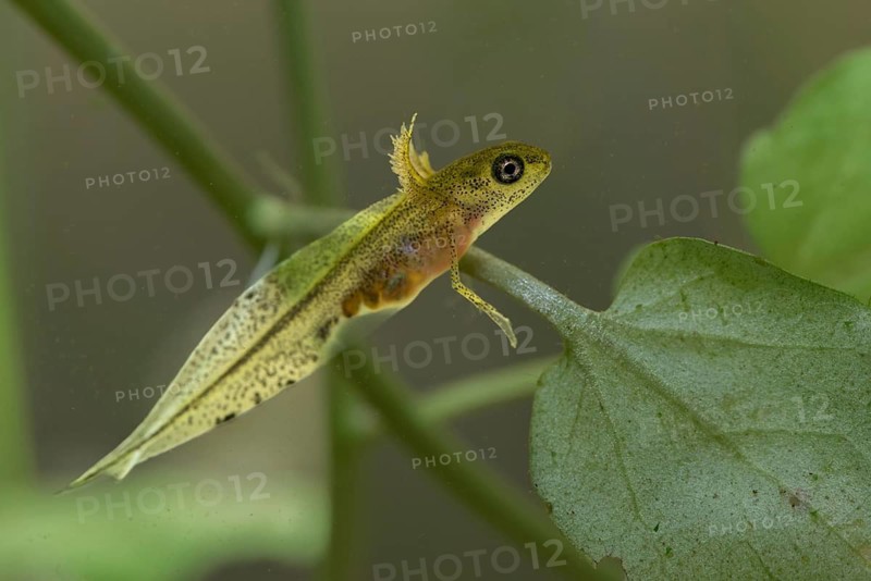 Great Crested Newt, Crested Newt, Northern Crested Newt, Triturus Cristatus, Amphibians, Amphibians, Larva, Larva, Amphibian, Northern Crested Newt, Warty Newt