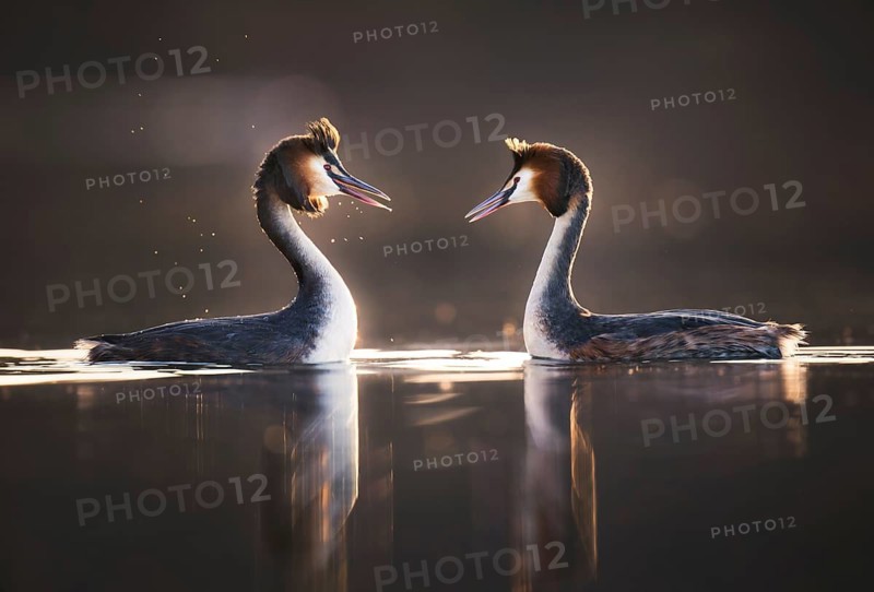Great Crested Grebe (Podiceps cristatus), courting pair, Zurich, Switzerland