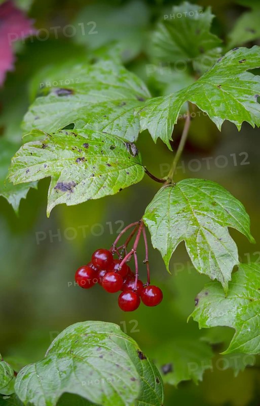 Viburnum opulus, high size, portrait format