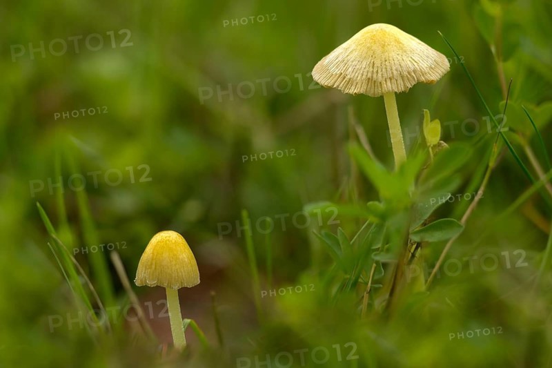 Bolbitius titubans, Bolbitius vitellinus, yellow dung mushroom, golden dung mushroom, fungi, mushrooms, sunny side up