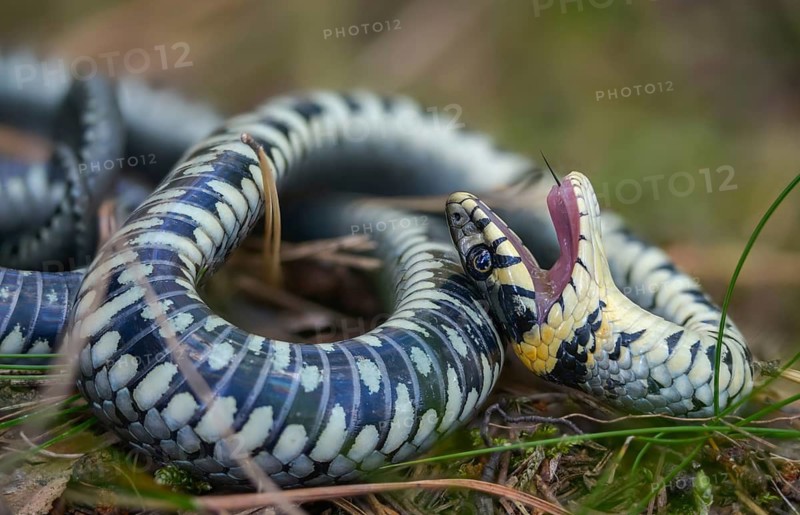 Grass snake, Natrix Natrix, grass snake, fright, thanatosis, death reflex, apparent death, reptilia, reptilia, ringed snake, snakes, snakes, water snake