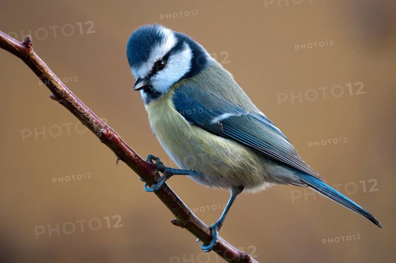 Blue tit, parus caeruleus, birds, tits, passeri, songbirds, songbirds, tits, birds
