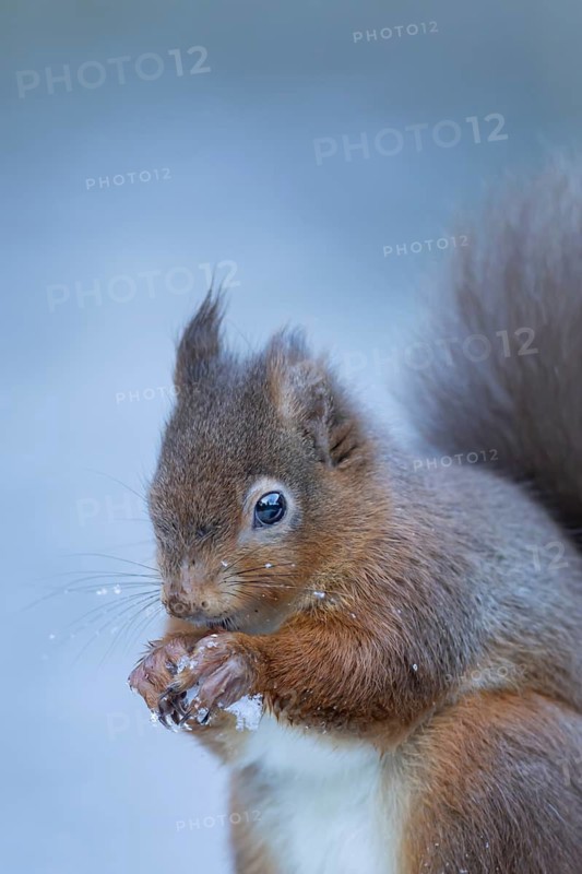 Red squirrel (Sciurus vulgaris) adult animal eating a nut in snow in winter, England, United Kingdom