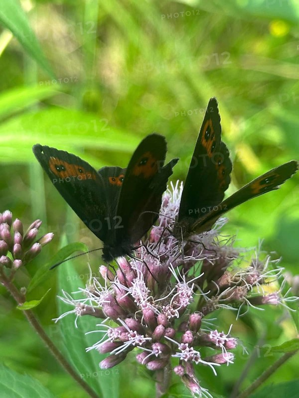 Grey-banded Erbie (Erebia aethiops), two butterflies perched on hemp agrimony (Eupatorium cannabinum), Upper Bavaria, Bavaria, Germany