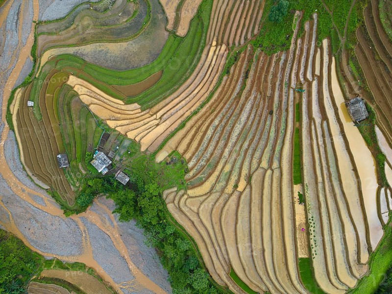 Aerial view of rice terraces setting new fresh green rice, new fresh green rice seedlings at Mù Cang Ch?i, Mu Cang Chai District, Lào Cai Province, North Vietnam, Vietnam