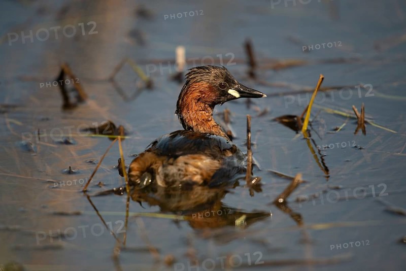 Granelli, Italy, Pantano Cuba Lagoon, Littele Grebe, Pantani Cuba and Longarini, Tachybaptus Ruficollis, Migratory Bird Sanctuary, Pantani Cuba & Longarini Migratory Bird Sanctuary, Little Grebes, Birds, Dabchick, Grebe, Italy, Grebe, Podicipedidae, Sicily, Biodiversity Foundation, Divers, Birds, Waterbirds