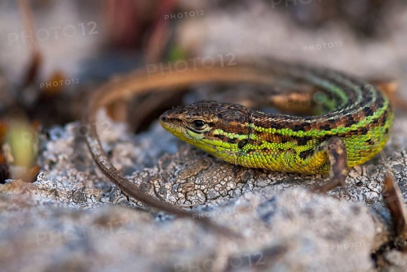 Psammodromus hispanicus, Spanish sandstrider, Spanish psammodromus, Spanish sand racer, critters, lizards, lizards, lizards, reptiles, Spain