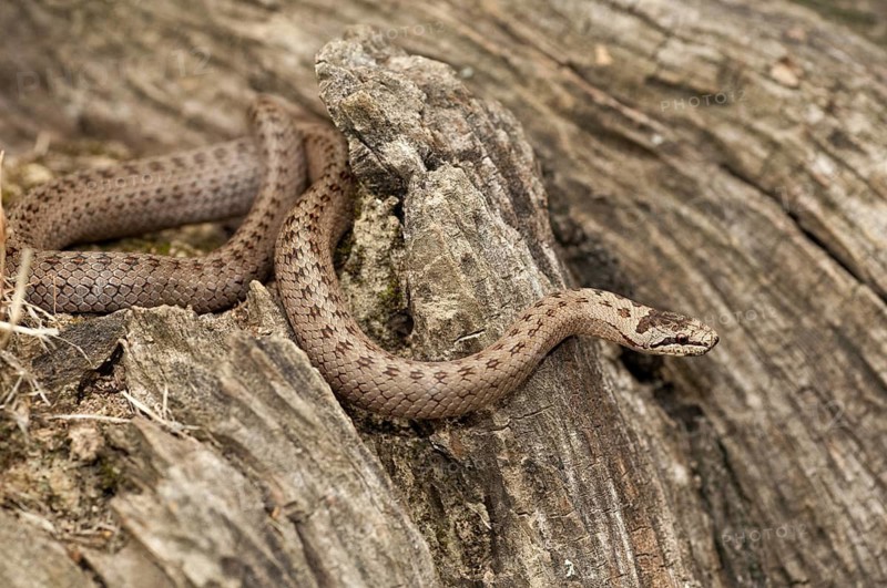 Coronella Austriaca, smooth snake, critters, reptilia, reptilia, reptiles, snakes, snakes