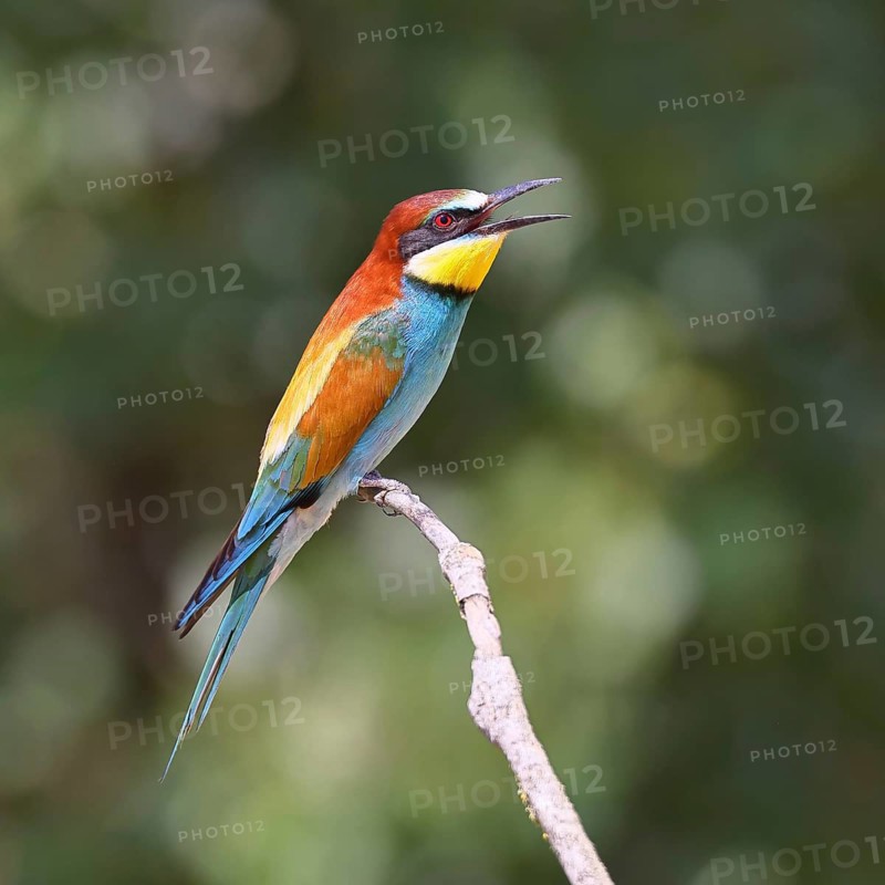 European bee-eater (Merops apiaster) sitting on a branch, Lake Neusiedl, Burgenland, Austria