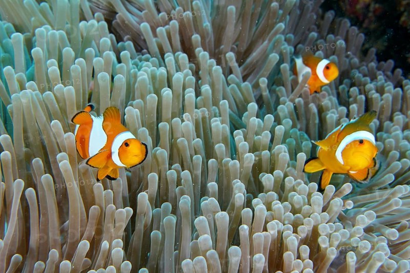 Three Ocellaris Clownfish (Amphiprion ocellaris), Nemo, swimming amongst the tentacles of a sea anemone, Coral Garden dive site, Menjangan, Bali, Indonesia