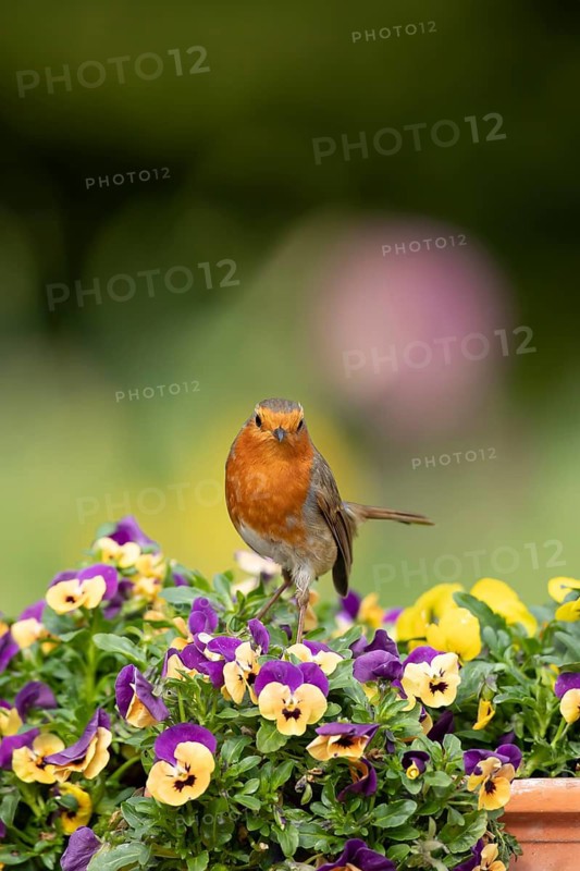 European robin (Erithacus rubecula) adult garden bird on a plant pot with pansy and viola flowers in spring, England, United Kingdom