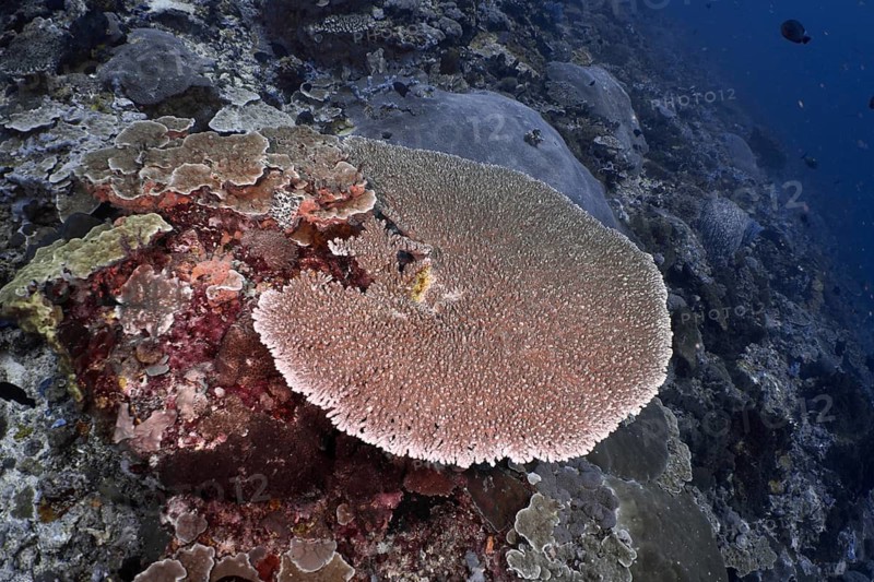 Hyacinth Table Coral (Acropora hyacinthus) in a diverse underwater ecosystem, Auchplatz SD, Nusa Ceningan, Nusa Penida, Bali, Indonesia