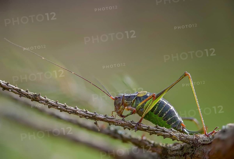 Barbitistes constrictus, eastern saw-tailed bush cricket, softwood sabre, grasshopper, grasshopper, grasshopper