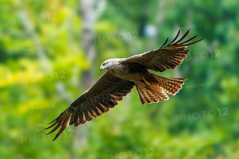 Red Kite (Milvus milvus), wildlife, Germany, bird of prey with outstretched wings against a wooded background