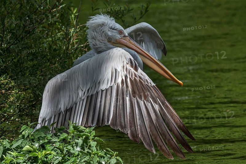 Crested Pelican (Pelecanus crispus), Nuremberg Zoo, Middle Franconia, Bavaria, Germany