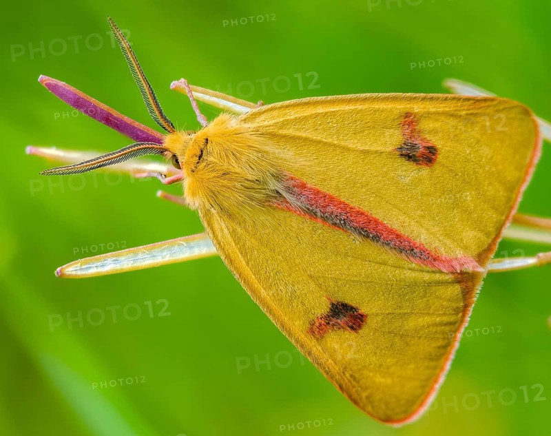 Arctiinae, bear moth, diacrisia sannio, erebidae, owl moth, red-edged bear, butterfly, clouded buff, insects, moths, moths, moths, butterfly