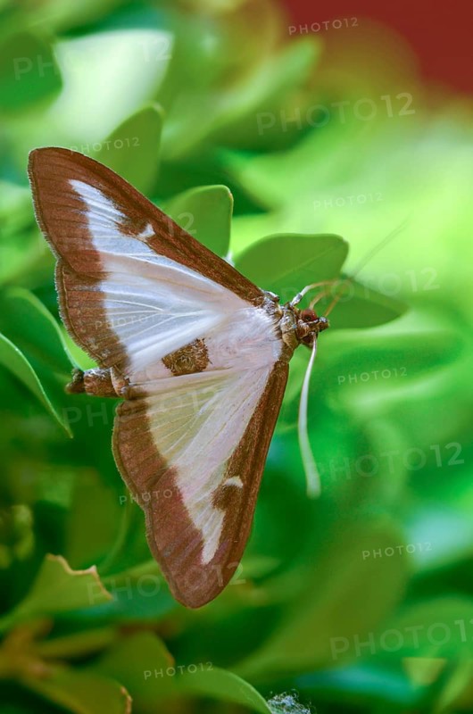 Box tree moth, boxwood moth, boxwood moth, cydalima perspectalis, moth, high size, portrait format, insects, moths, butterflies