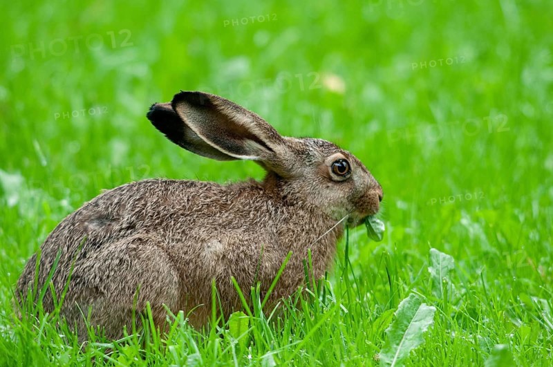 European hare, hares, hares, lagomorpha, lepus europaeus, bunny, mammals, mammals