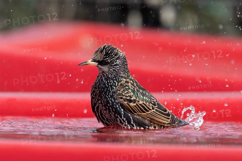 Common starling (Sturnus vulgaris) adult bird bathing in water on a plastic tub lid, England, United Kingdom