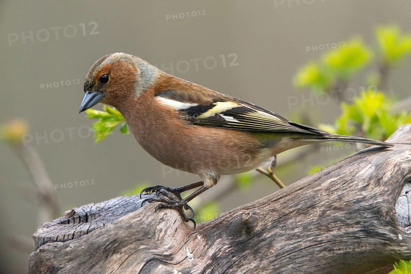 Chaffinch, Fringilla Coelebs, Birds, Male, Passeri, Songbirds, Birds