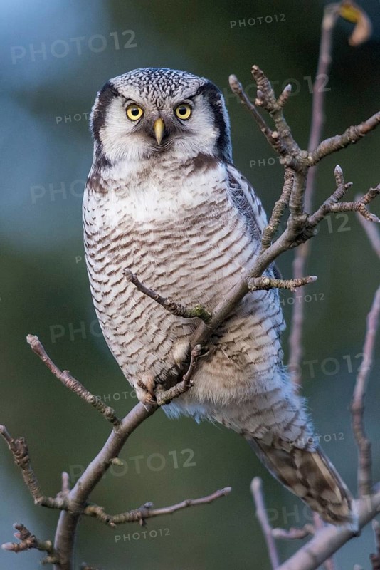 Hawk owl, sparrow owl, surnia ulula, birds, owls, high size, portrait format, northern hawk owl, owls, strigiformes, birds