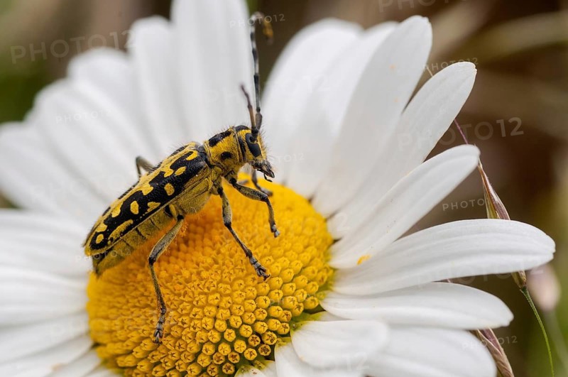 Ladder-marked Longhorn Beetle, Ladderbuck, Saperda Scalaris, Beetle, Longhorn Beetle, Coleoptera, Insects, Beetles