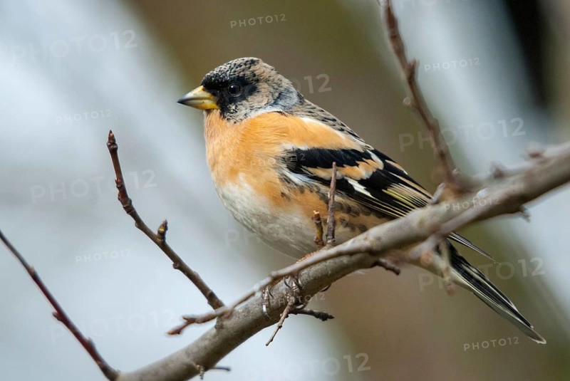 Mountain finch, brambling, fringilla montifringilla, birds, male, passeri, songbirds, birds
