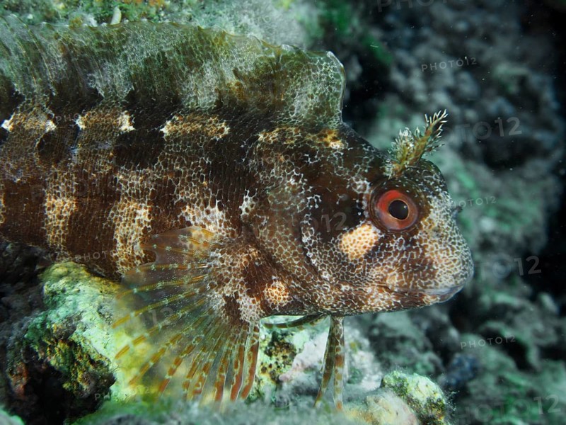 Close-up of a fish showing detailed skin texture: the Tompot blenny (Parablennius gattorugine), in a reef at the Fraskeric dive site, Stoja, Pula, Croatia, Mediterranean Sea