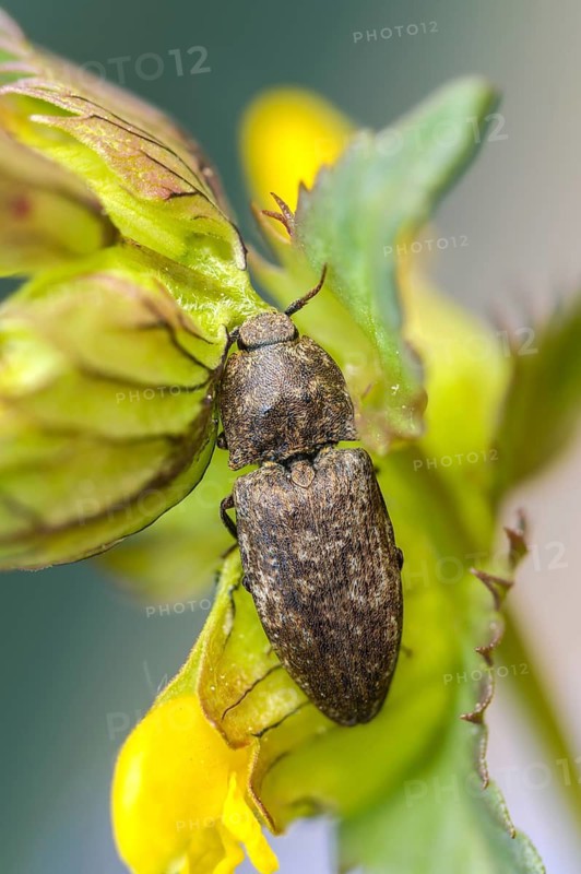 Agrypnus murinus, mouse-gray speedbeetle, mouse-gray speedbeetle, mousegrey click beetle, beetle, coleoptera, high size, vertical format, insects, beetles