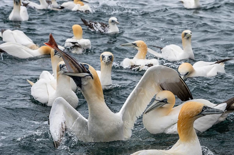 A northern gannet (Morus bassanus) eats a fish it has caught at sea off the island of Noss, Shetland Islands, Scotland, Great Britain