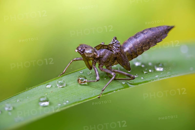 Aeshna cyanea, blue-green mosaic maiden, southern hawker, anisoptera, dragonflies, exuvia, insects, larval skin, dragonflies, odonata, hatching