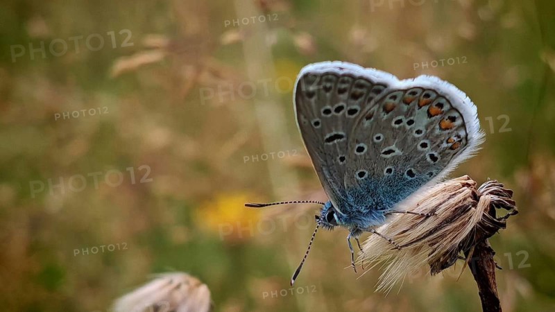 A butterfly, the adonis blue (Lysandra bellargus), male, in close-up with its wings folded, displays its magnificent colours in the wild, Rennsteig, Thuringian Slate Mountains nature park Park, Upper Saale