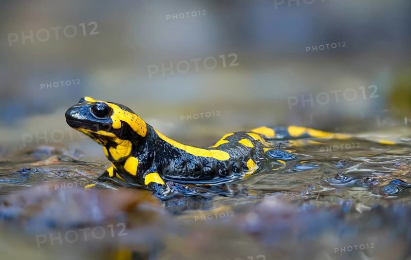 Fire salamanders, fire salamanders, salamandra salamandra, amphibians, amphibians, caudata, amphibians, tail amphibians